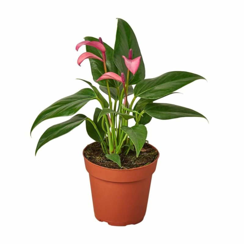 Plants | Anthurium ‘Purple’ Plants Plants