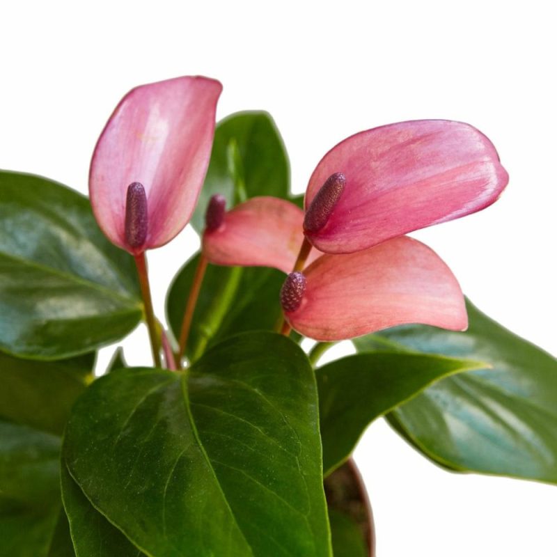 Plants | Anthurium ‘Purple’ Plants Plants