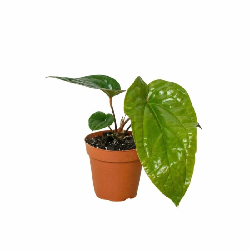 Plants | Anthurium ‘Radicans X Luxurians’ Plants Plants