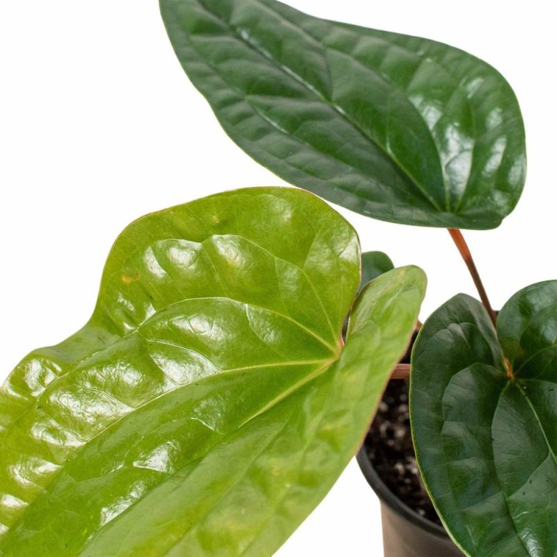 Plants | Anthurium ‘Radicans X Luxurians’ Plants Plants