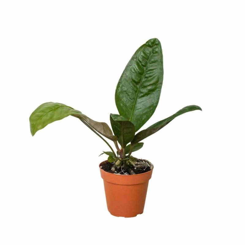 Plants | Anthurium ‘superbum’ Plants Plants