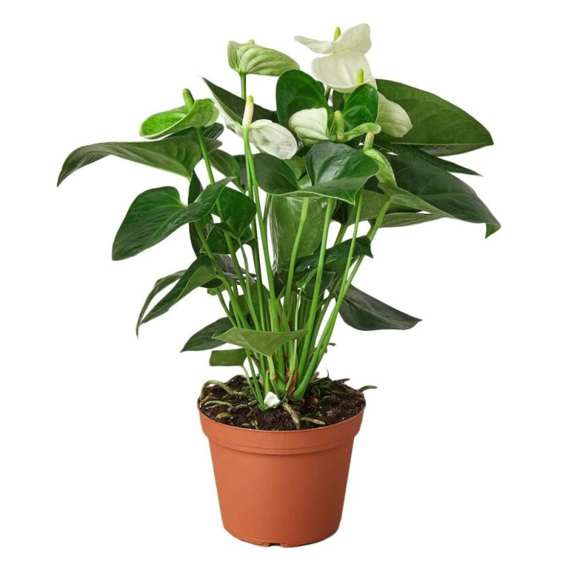 Plants | Anthurium ‘White’ Plants Plants