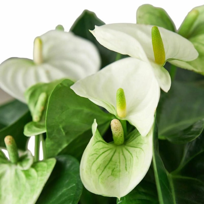 Plants | Anthurium ‘White’ Plants Plants