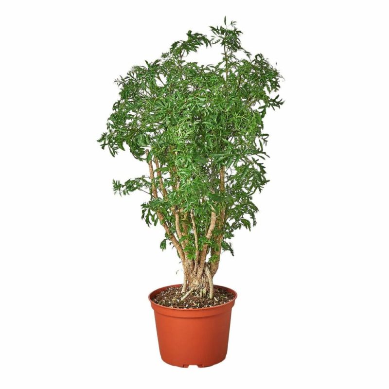 Plants | Aralia Ming Stump Plant Plants Plants