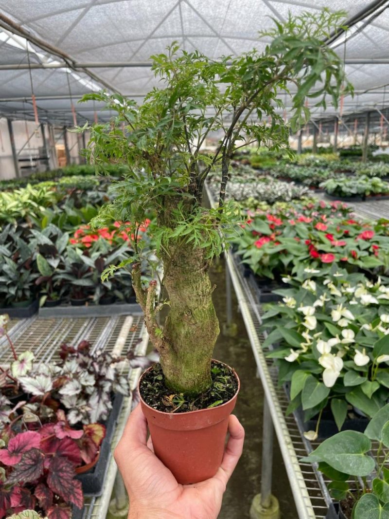 Plants | Aralia Ming Stump Plant Plants Plants