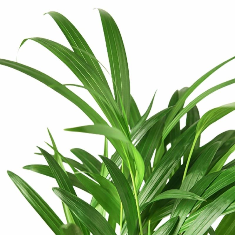 Plants | Areca Palm Plants Plants