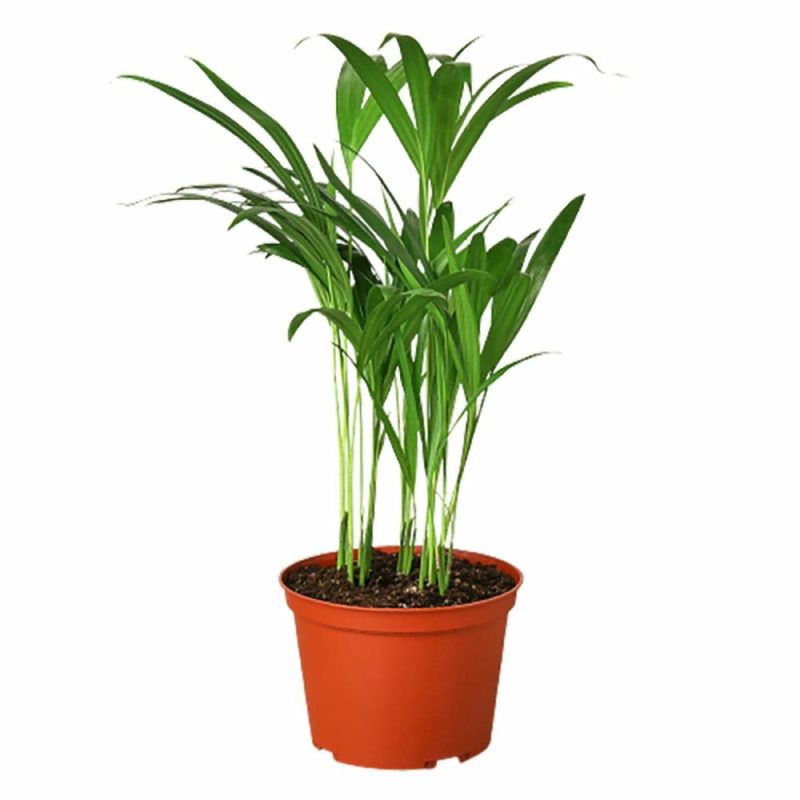 Plants | Areca Palm Plants Plants