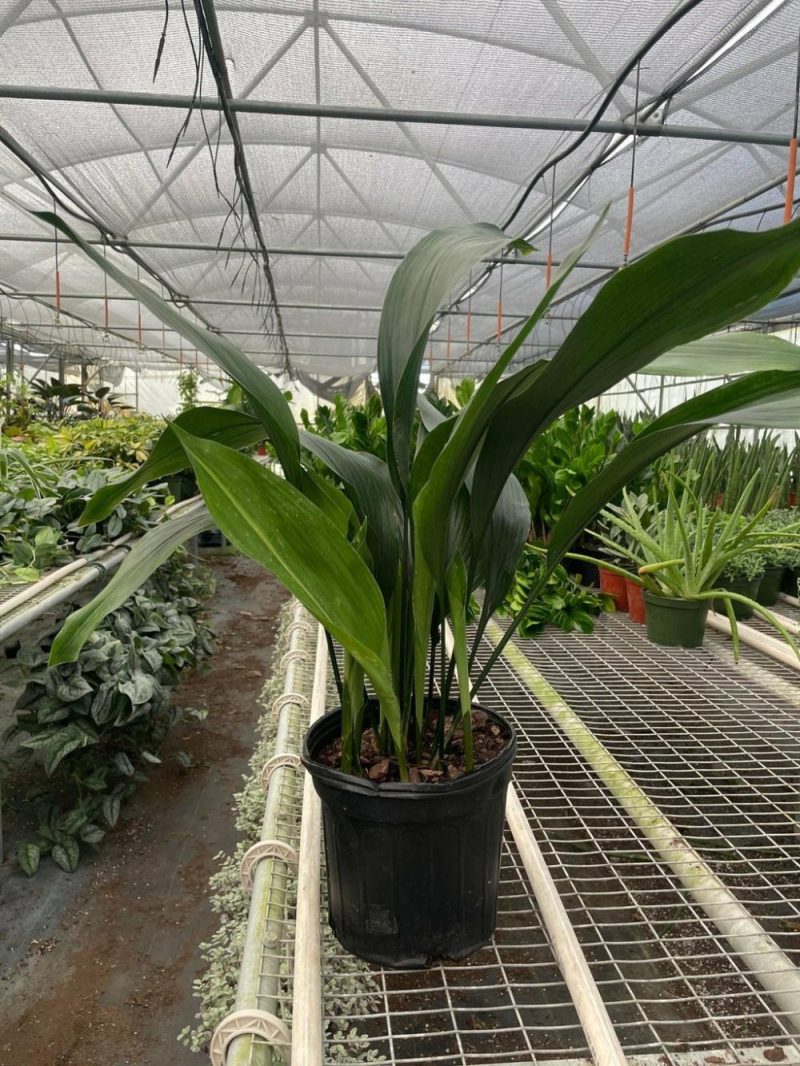 Plants | Aspidistra ‘Cast Iron’ Plants Plants