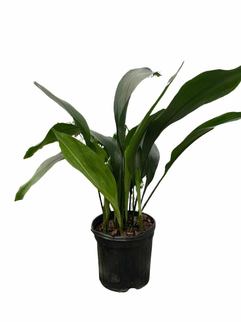 Plants | Aspidistra ‘Cast Iron’ Plants Plants