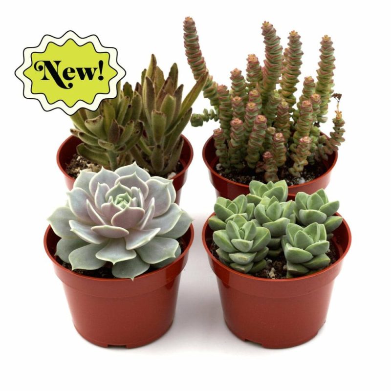 Plants | Assorted Succulent Variety Plants Plants