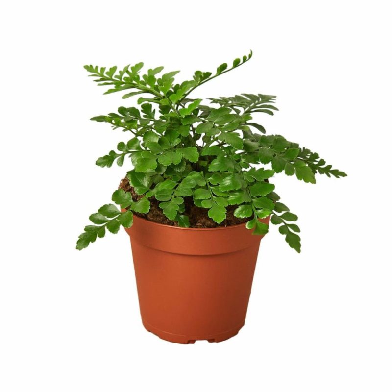 Plants | Austral Gem Fern Plants Plants