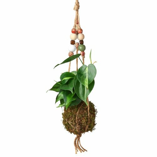 Plants | Bead Kokedama Moss Ball Hanging Plant Plants Plants