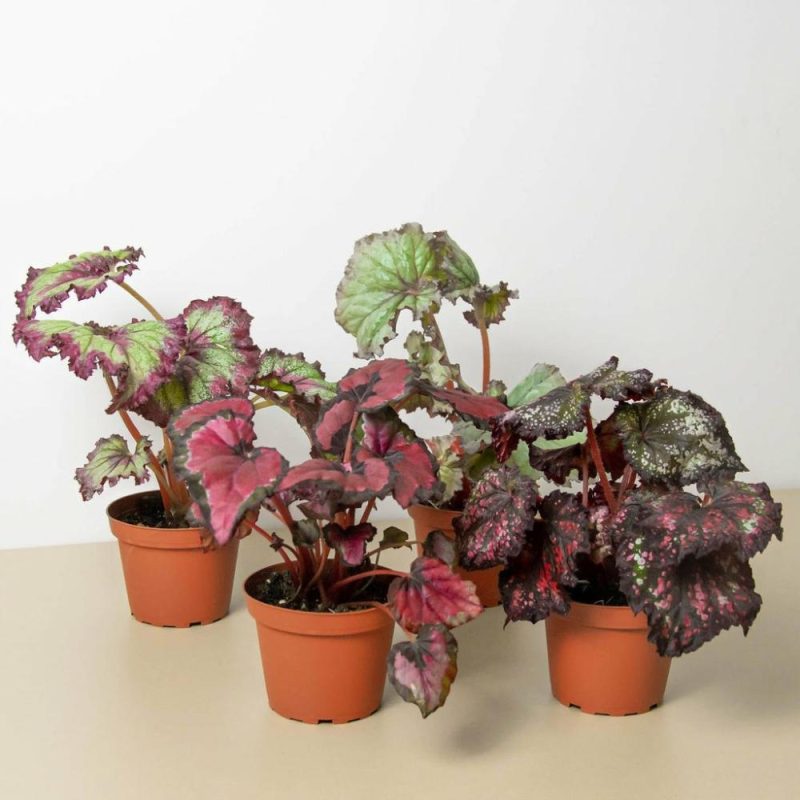 Plants | Begonia ‘Rex’ – 4 Pack Variety Plants Plants