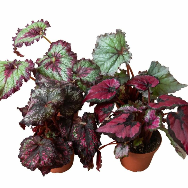 Plants | Begonia ‘Rex’ – 4 Pack Variety Plants Plants