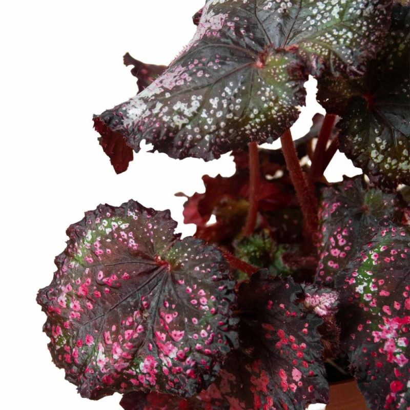 Plants | Begonia ‘Rex’ – 4 Pack Variety Plants Plants