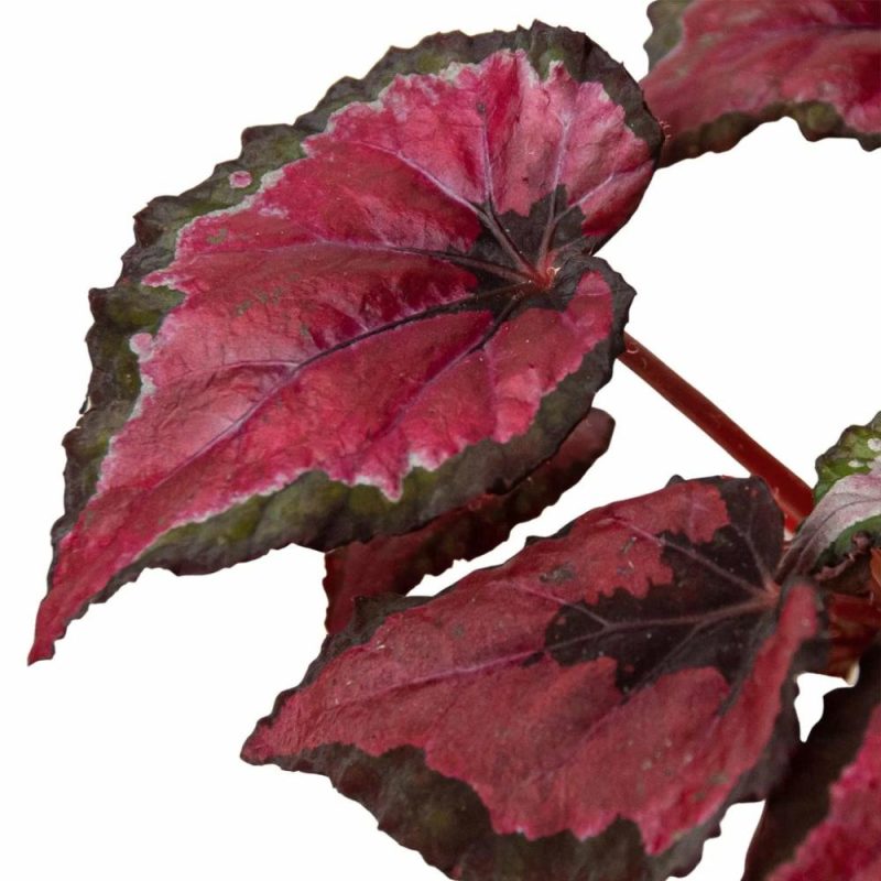 Plants | Begonia ‘Rex’ – 4 Pack Variety Plants Plants