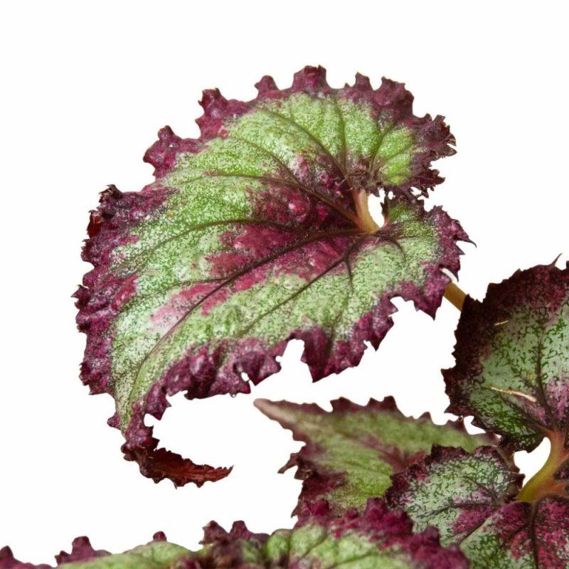 Plants | Begonia ‘Rex’ – 4 Pack Variety Plants Plants