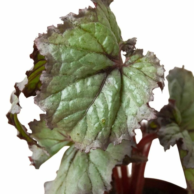 Plants | Begonia ‘Rex’ – 4 Pack Variety Plants Plants