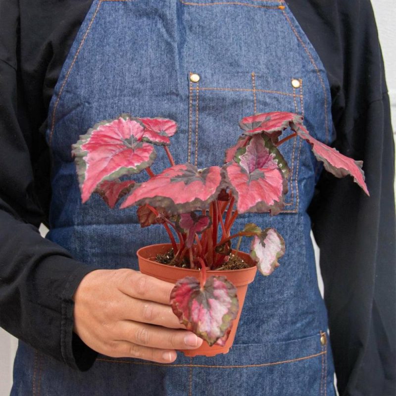 Plants | Begonia ‘Rex’ – 4 Pack Variety Plants Plants