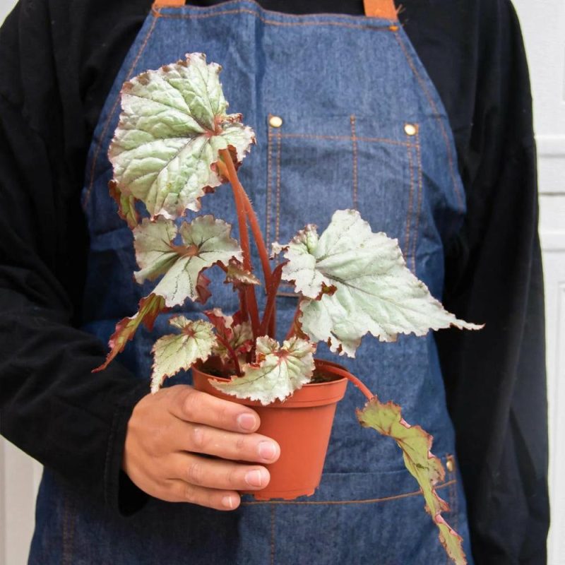 Plants | Begonia ‘Rex’ – 4 Pack Variety Plants Plants