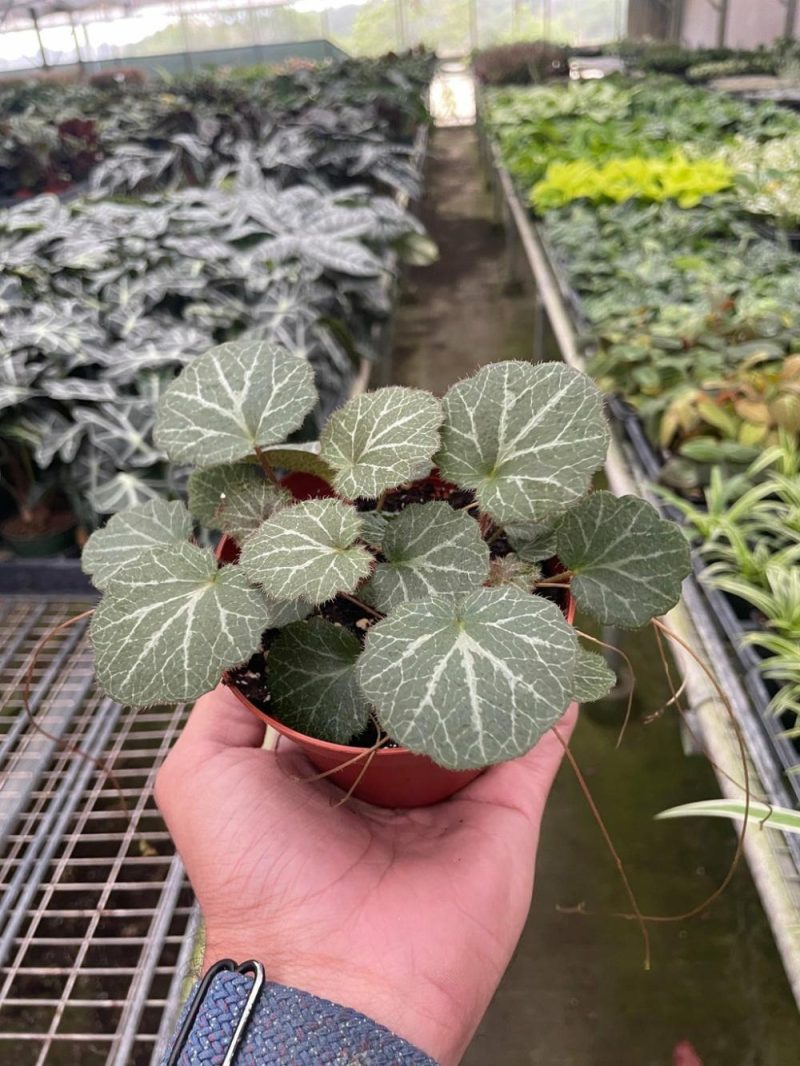 Plants | Begonia ‘strawberry’ Plants Plants