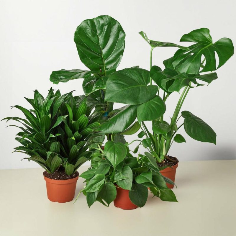 Plants | Best Selling Bundle Plants Plants