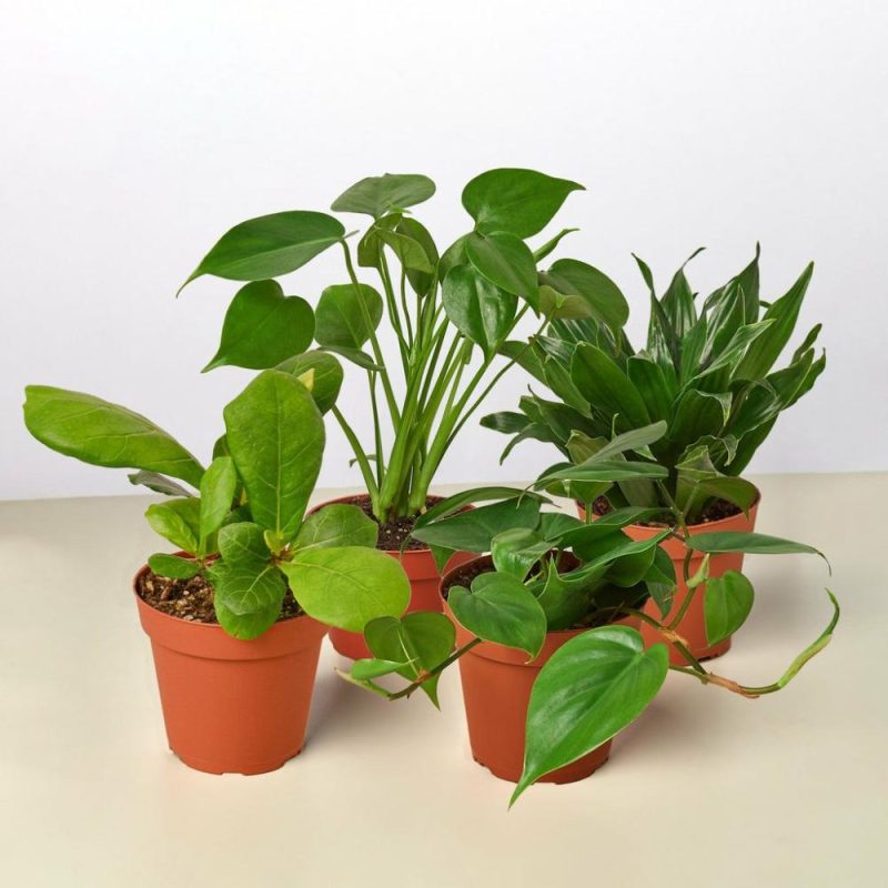 Plants | Best Selling Bundle Plants Plants