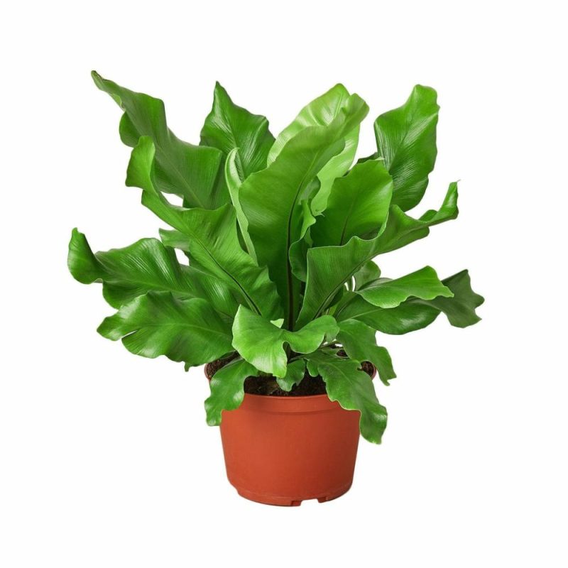 Plants | Bird’s Nest ‘Nidus’ Fern Plants Plants