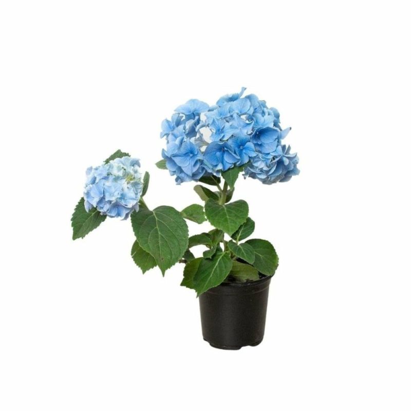 Plants | Blue Hydrangea Plants Plants