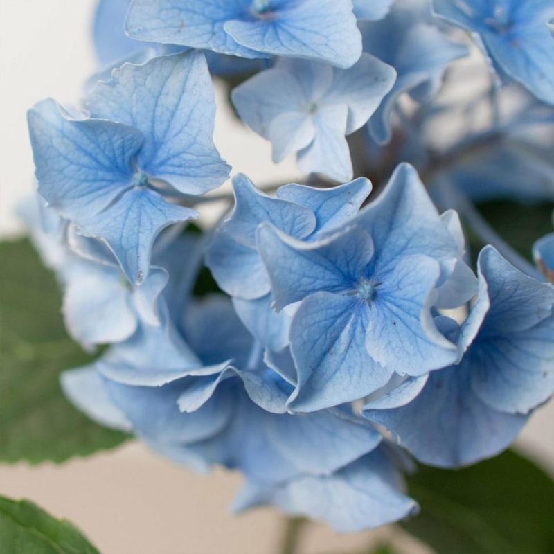 Plants | Blue Hydrangea Plants Plants