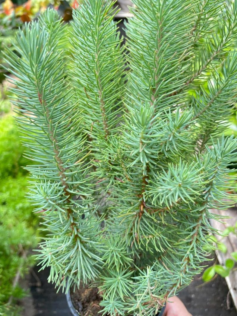 Plants | Blue Pine Trees Plants Plants