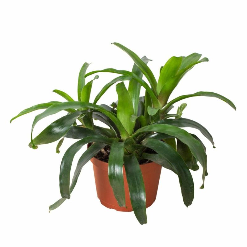 Plants | Bromeliad Bossanoa – 6″ Pot Plants Plants