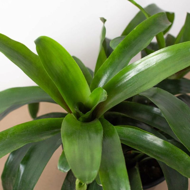 Plants | Bromeliad Bossanoa – 6″ Pot Plants Plants