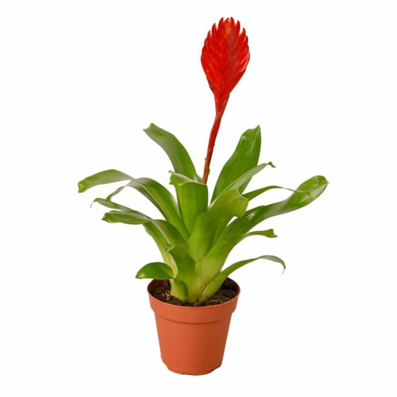 Plants | Bromeliad Christiane Plants Plants