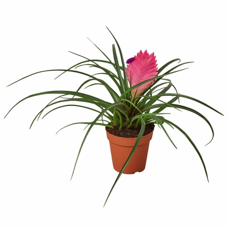 Plants | Bromeliad Cyanea ‘Pink Quill’ Plants Plants