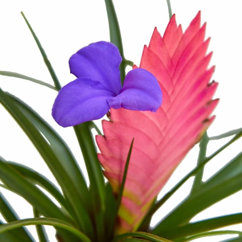 Plants | Bromeliad Cyanea ‘Pink Quill’ Plants Plants