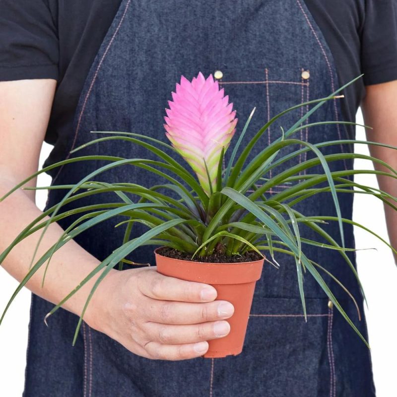 Plants | Bromeliad Cyanea ‘Pink Quill’ Plants Plants