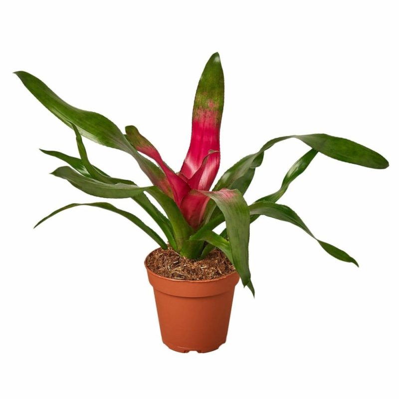 Plants | Bromeliad ‘Donna’ Plants Plants