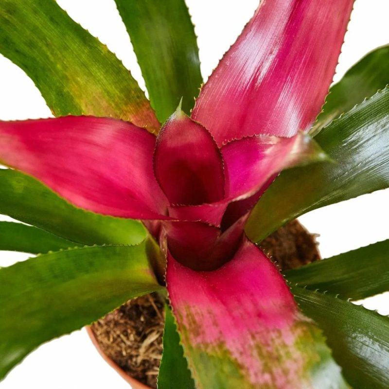 Plants | Bromeliad ‘Donna’ Plants Plants