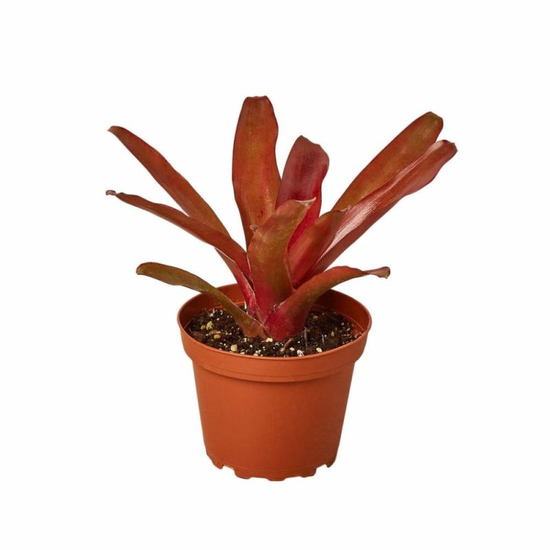 Plants | Bromeliad ‘Fireball’ Plants Plants