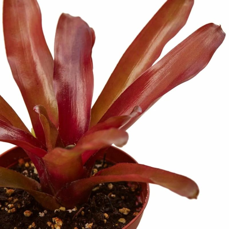 Plants | Bromeliad ‘Fireball’ Plants Plants