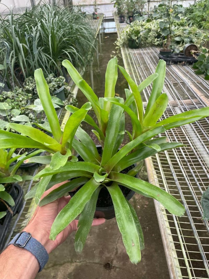 Plants | Bromeliad ‘Fireball’ Plants Plants