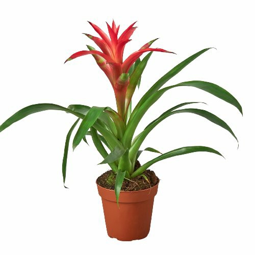 Plants | Bromeliad Guzmania ‘Pink’ – 4″ Pot Plants Plants