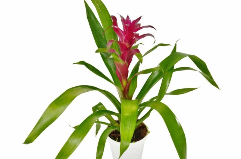 Plants | Bromeliad Guzmania ‘Purple’ – 4″ Pot Plants Plants