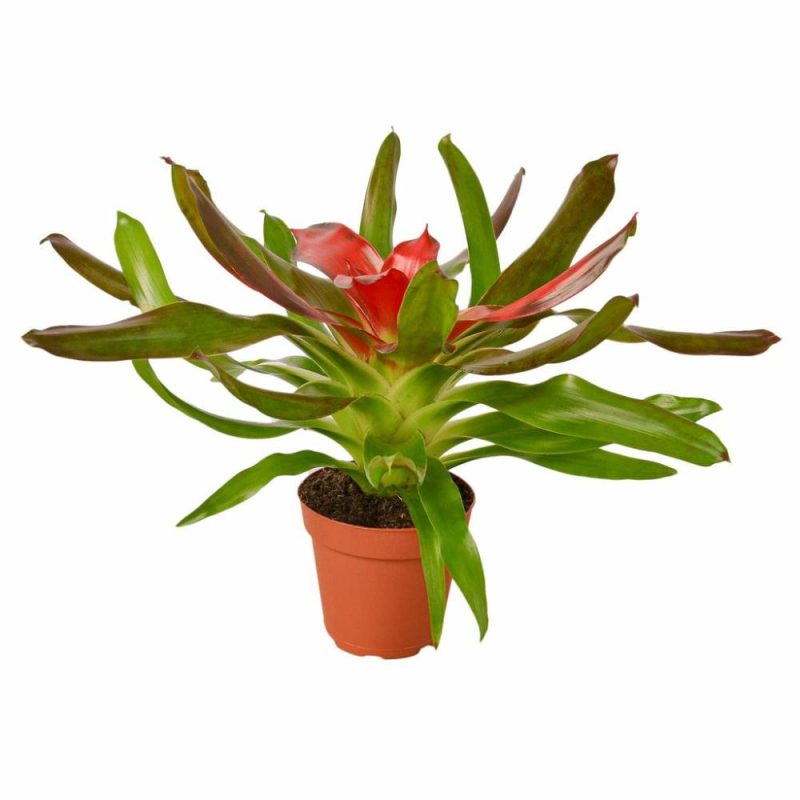 Plants | Bromeliad Medusa Plants Plants