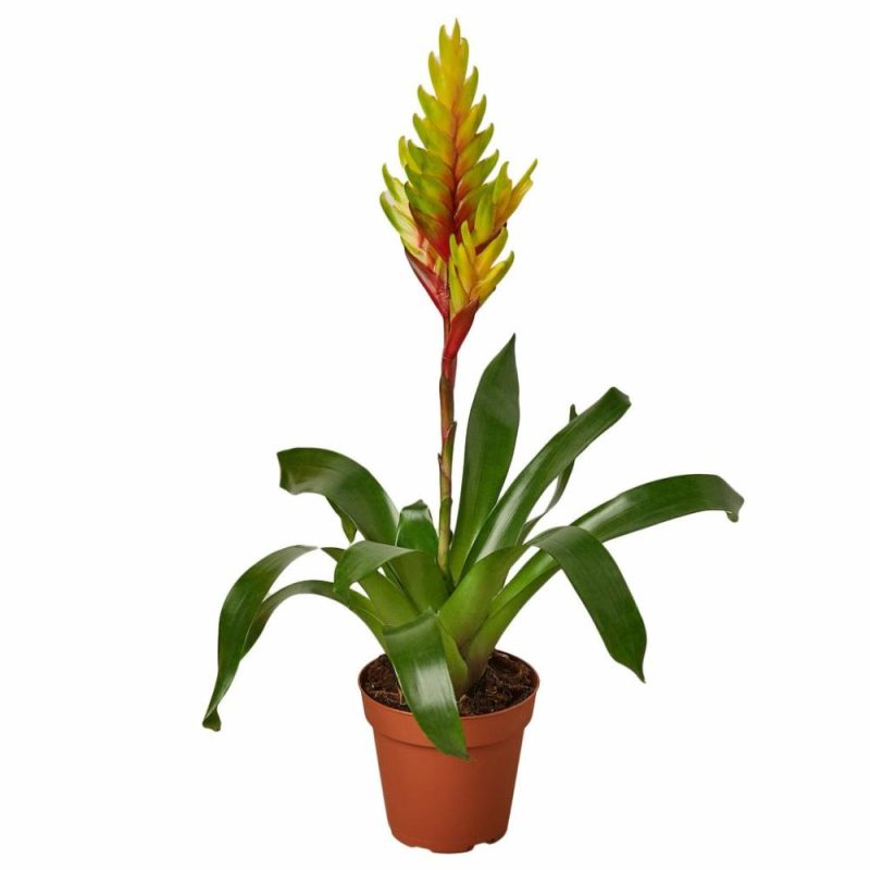 Plants | Bromeliad Vriesea ‘Energy’ Plants Plants