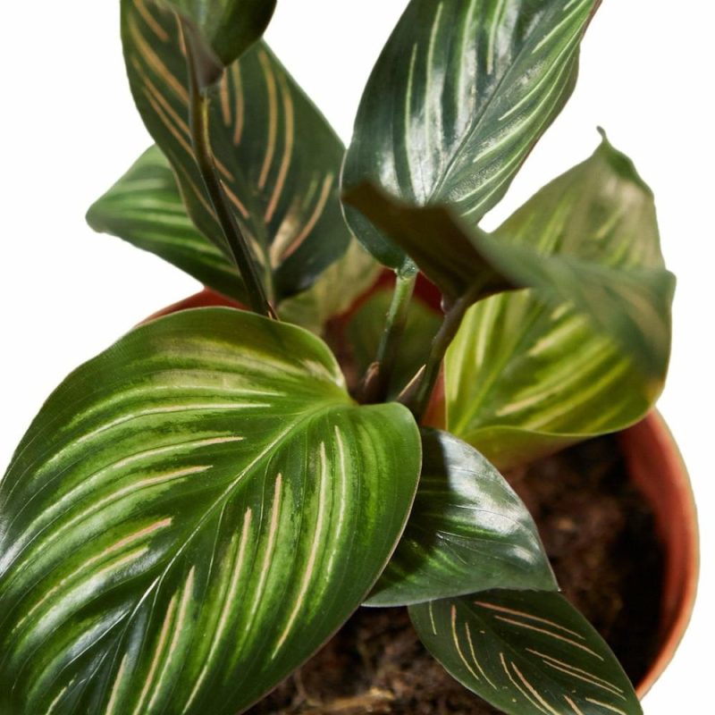 Plants | Calathea ‘Beauty Star’ Plants Plants