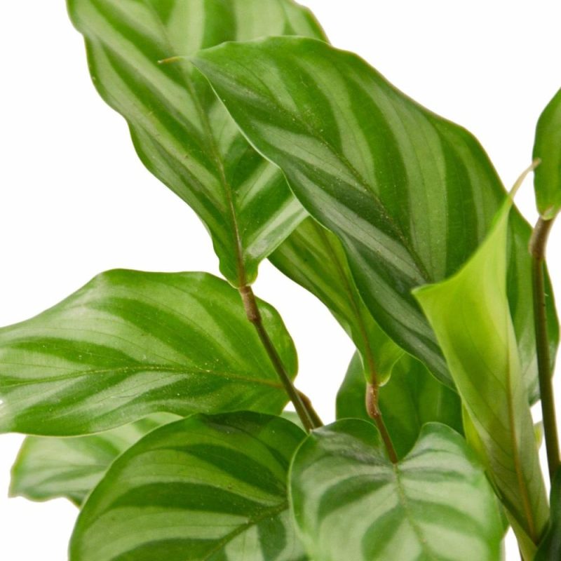 Plants | Calathea Concinna ‘Freddie’ Plants Plants