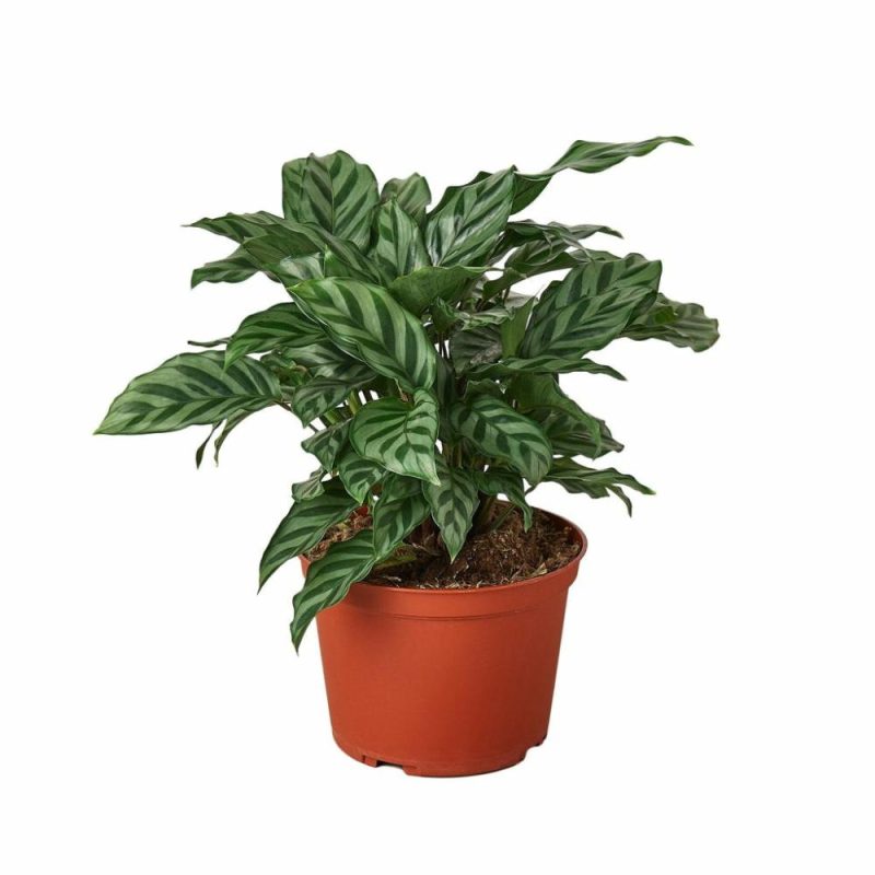 Plants | Calathea Concinna ‘Freddie’ Plants Plants