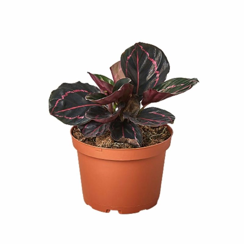 Plants | Calathea ‘Dottie’ Plants Plants